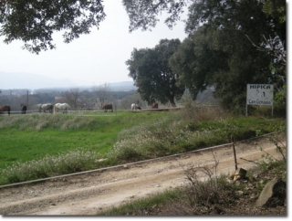 Algunos de nuestros caballos